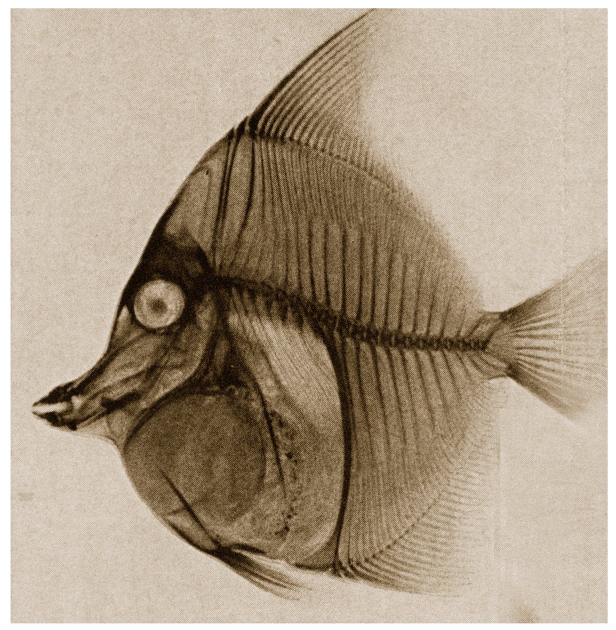 Radiografía de un pez c.1890 de German School