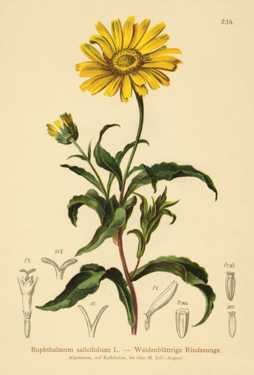 Ojo de buey amarillo (Buphthalmum salicifolium) de German School