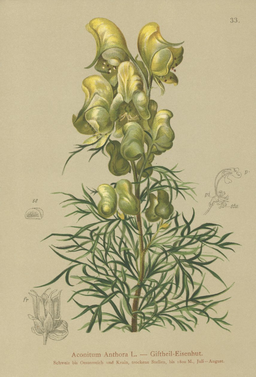 Acónito amarillo (Aconitum anthora) de German School