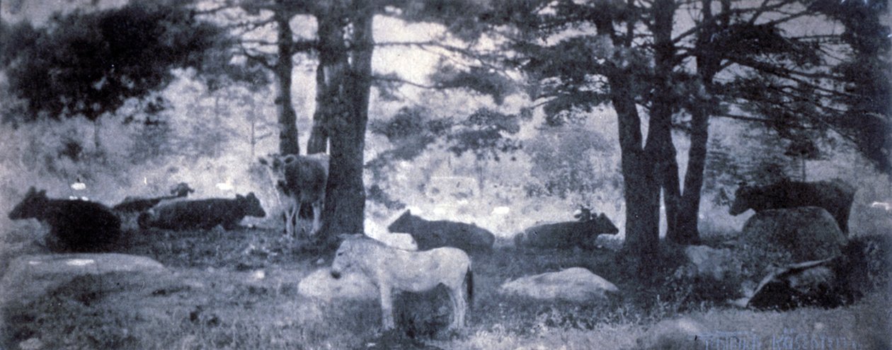 El Pathos del Burro de Gertrude Käsebier