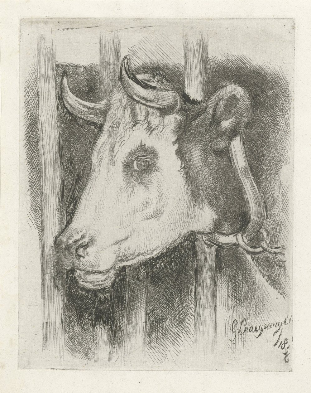 cabeza de vaca de Gijsbertus Craeyvanger