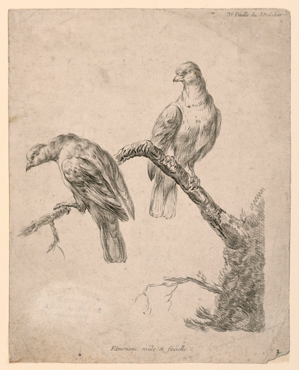 Dos Pájaros en una Rama de Gilles Demarteau