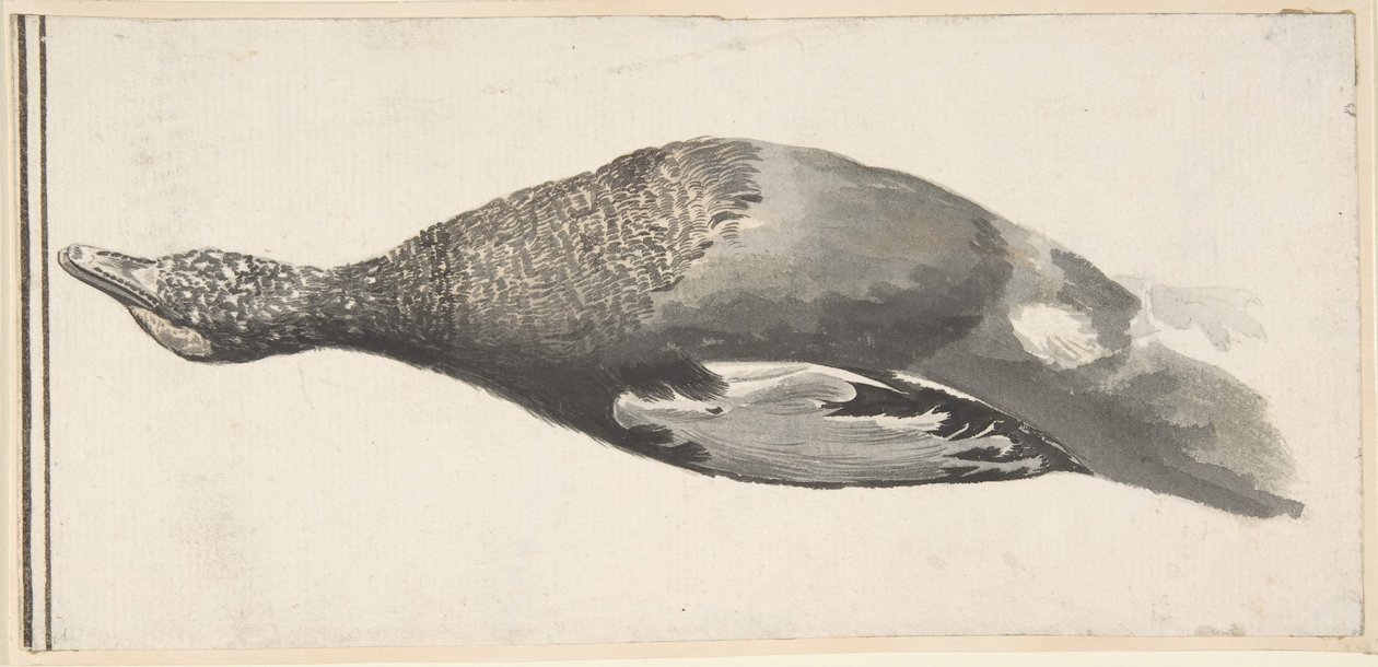 Pato muerto, 1685-1755 de Giorgio Durante