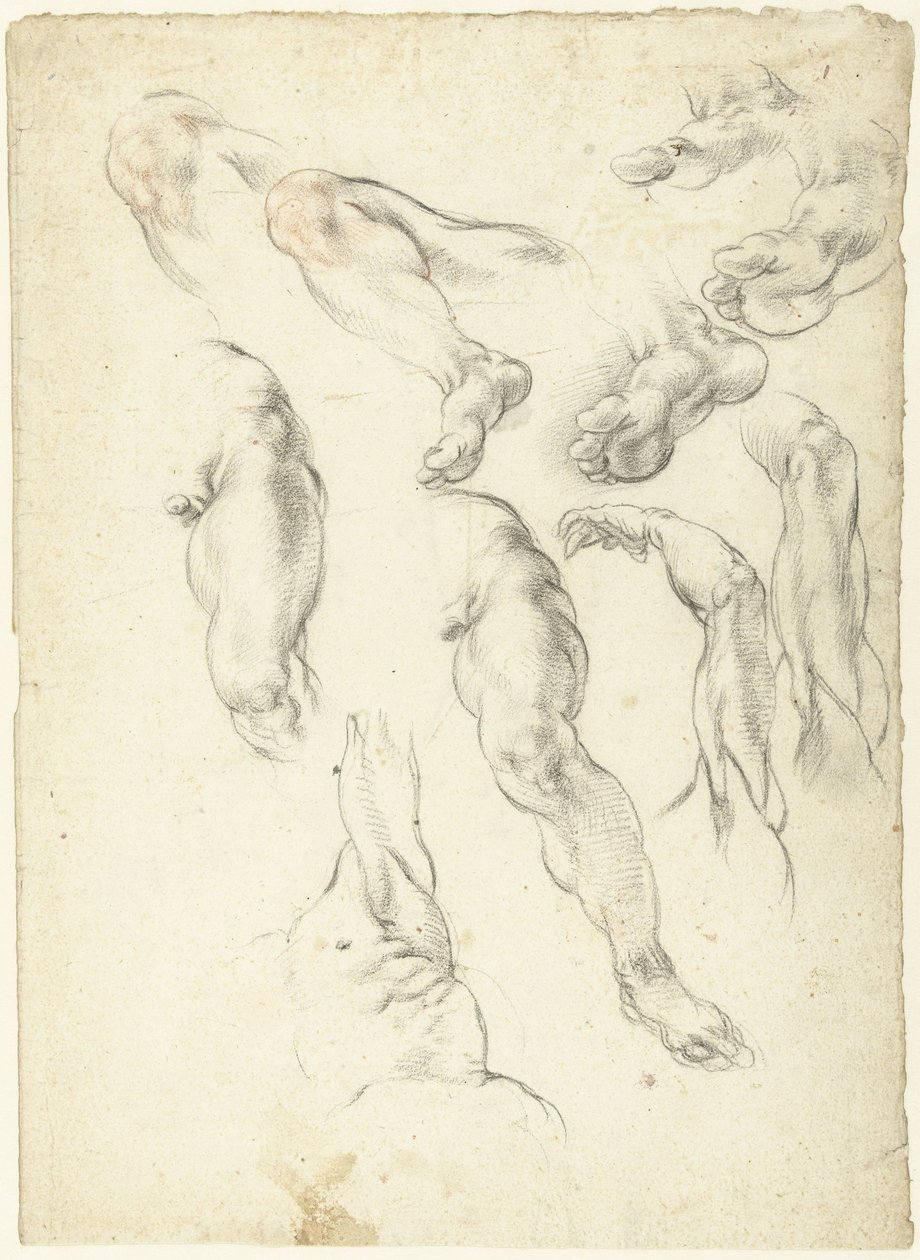 Hoja de estudio con brazos y piernas de Giovanni Alberti