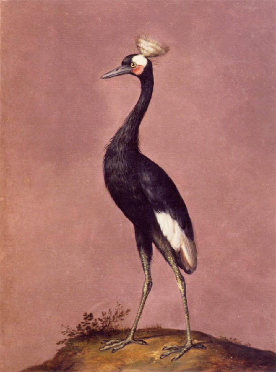Pájaros de Giuseppe Arcimboldo