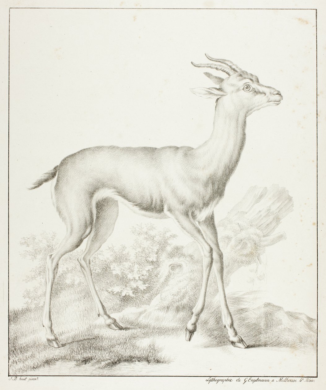 Antílope de Gottfried Engelmann