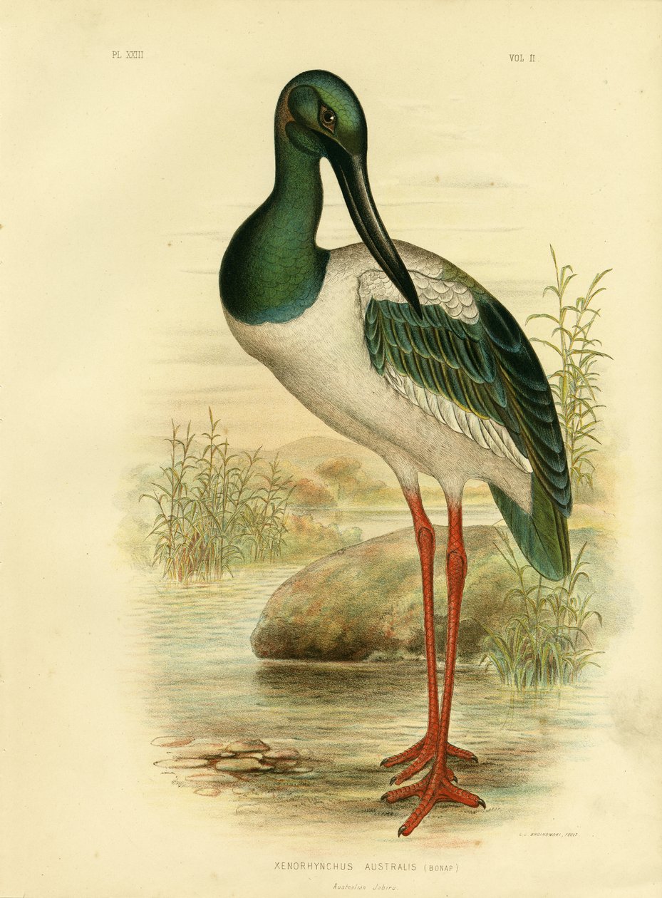 Jabirú australiano o cigüeña de cuello negro, 1891 de Gracius Broinowski