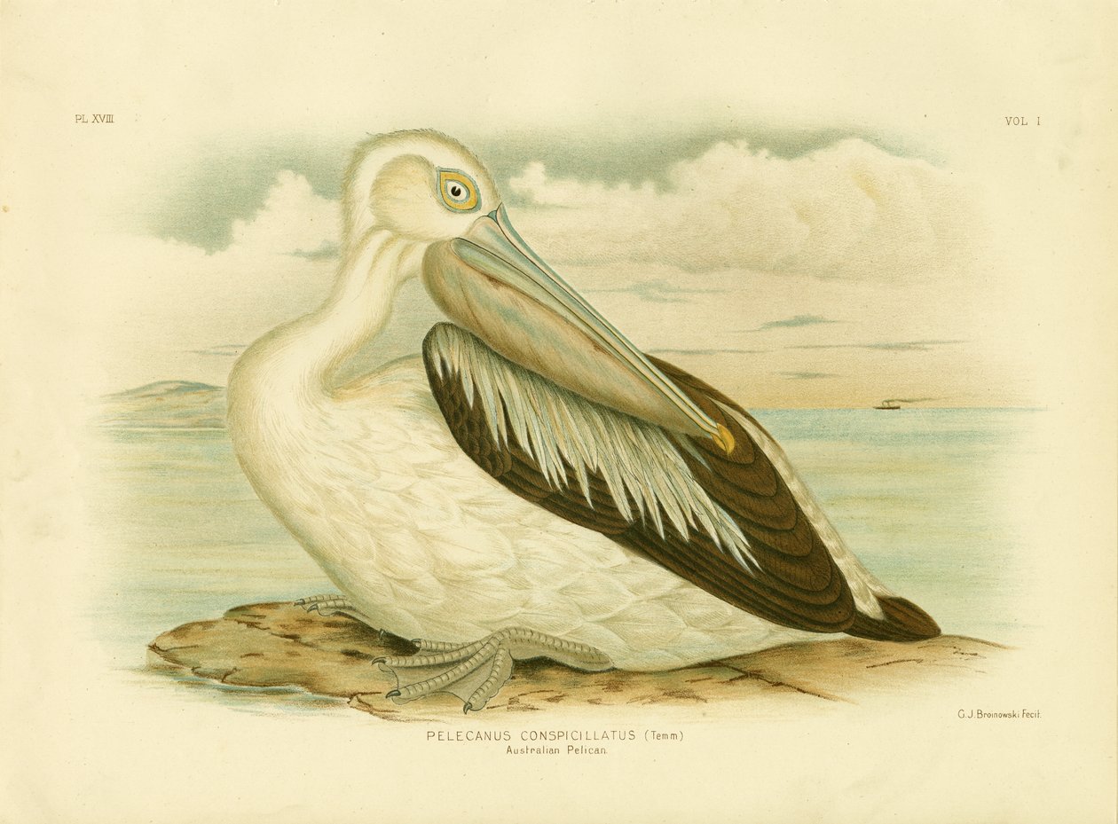 Pelícano Australiano, 1891 de Gracius Broinowski