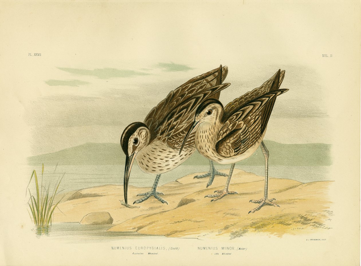 Zarapito australiano, 1891 de Gracius Broinowski