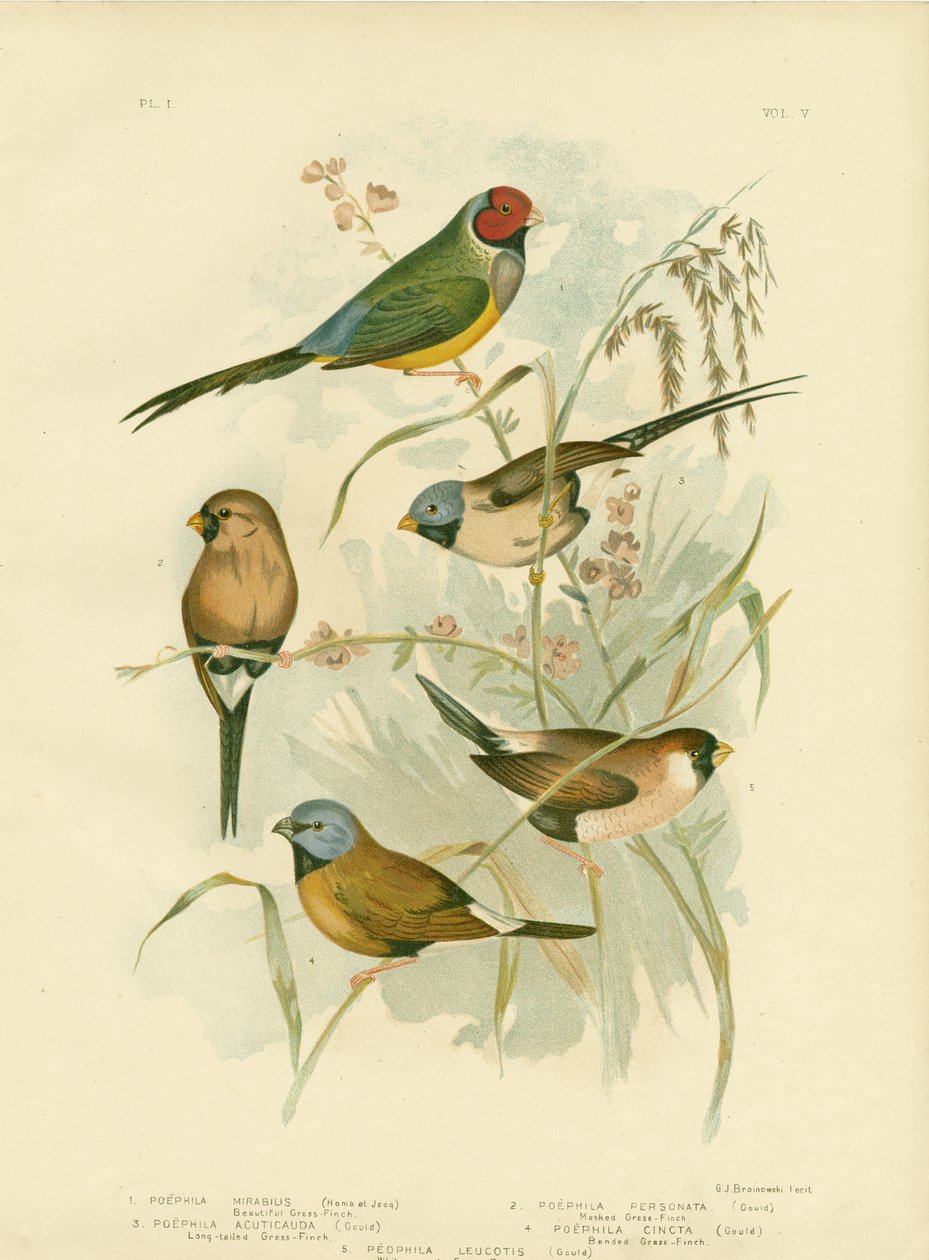 Hermoso pinzón de hierba, 1891 de Gracius Broinowski