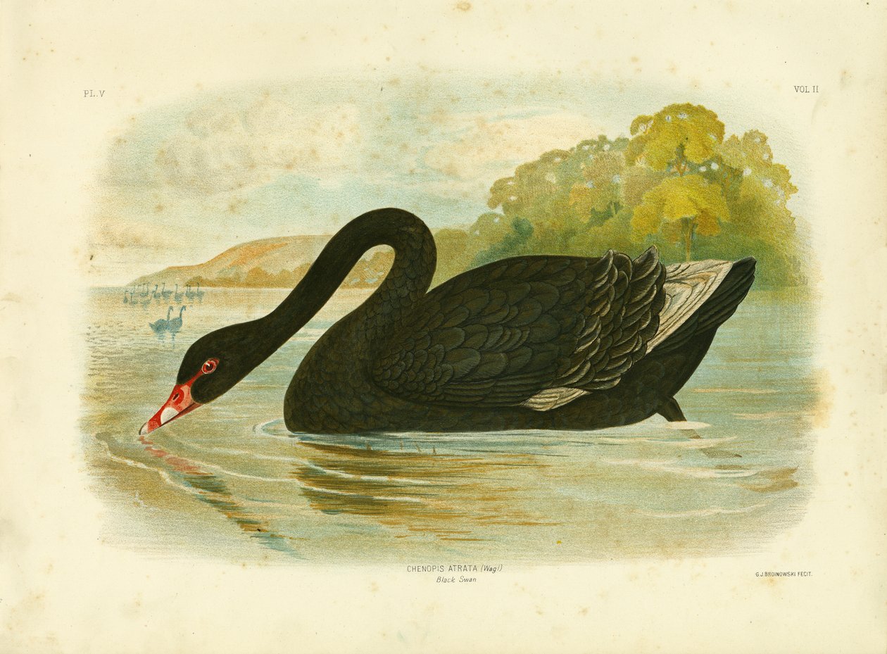 Cisne negro, 1891 de Gracius Broinowski