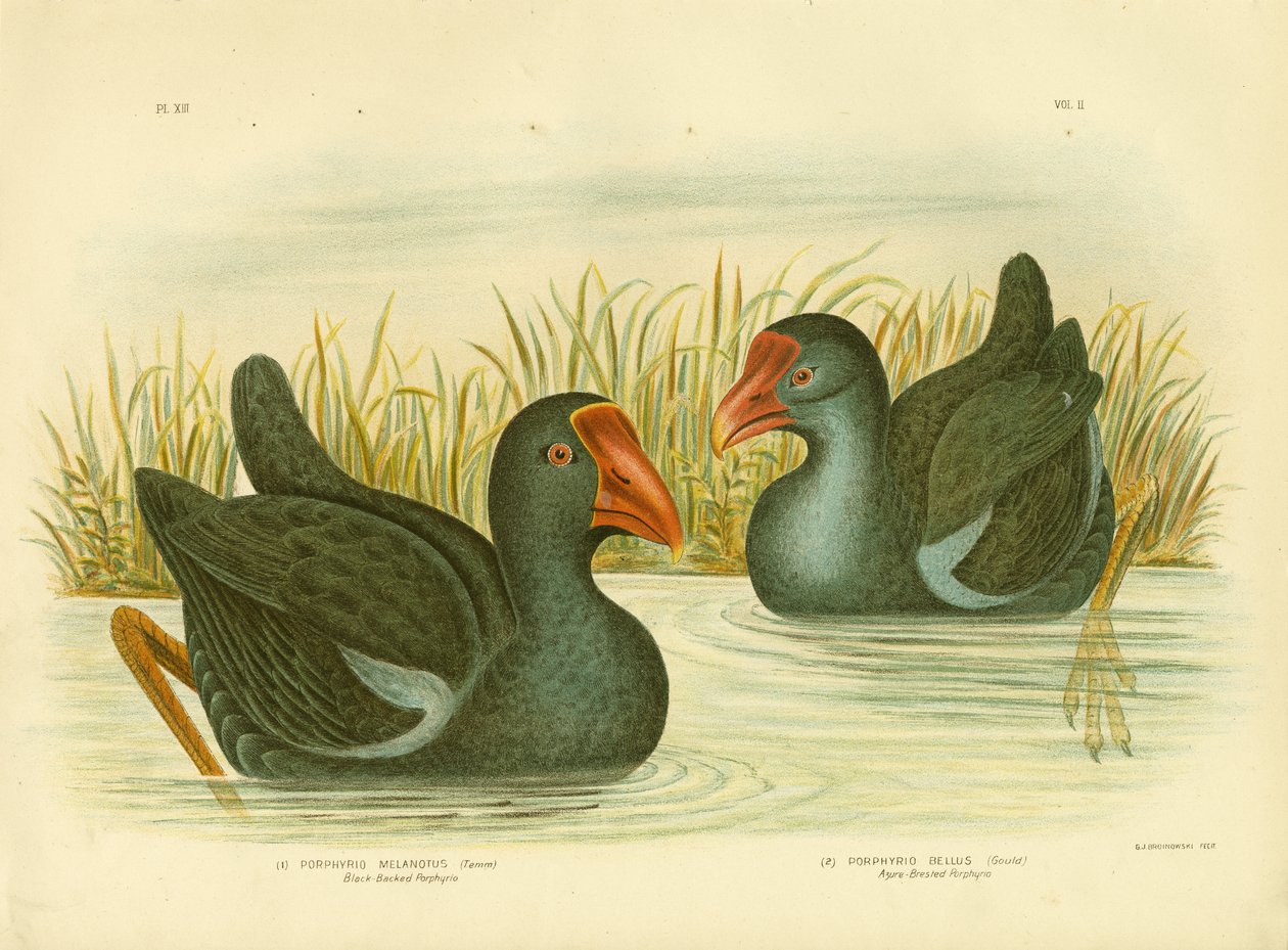 Porfirio de espalda negra, 1891 de Gracius Broinowski