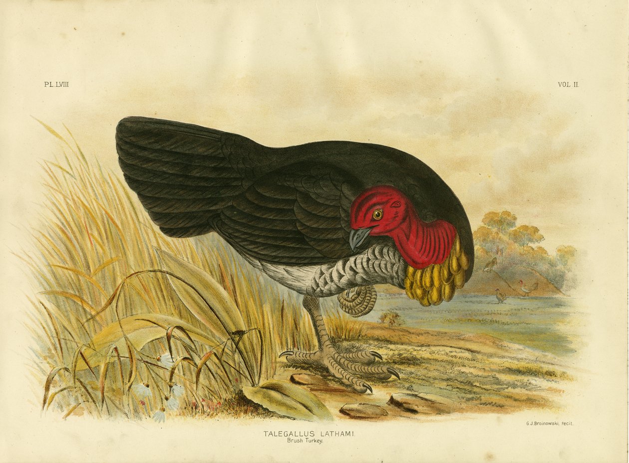 Pavo de matorral, 1891 de Gracius Broinowski