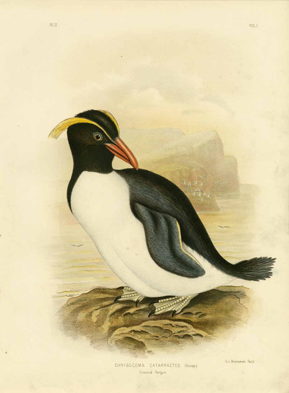 Pingüino crestado, 1891 de Gracius Broinowski
