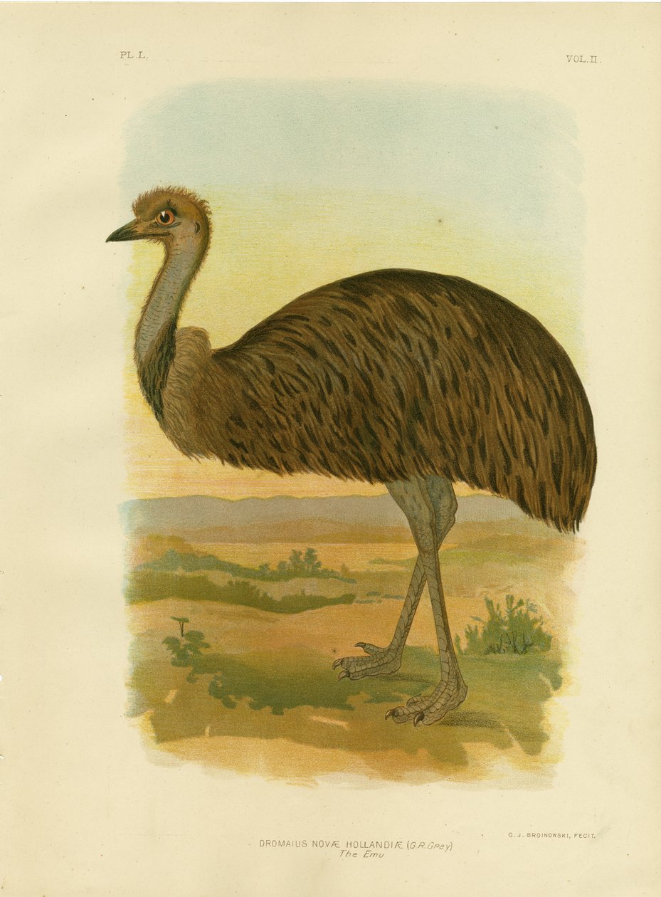 Emú, 1891 de Gracius Broinowski