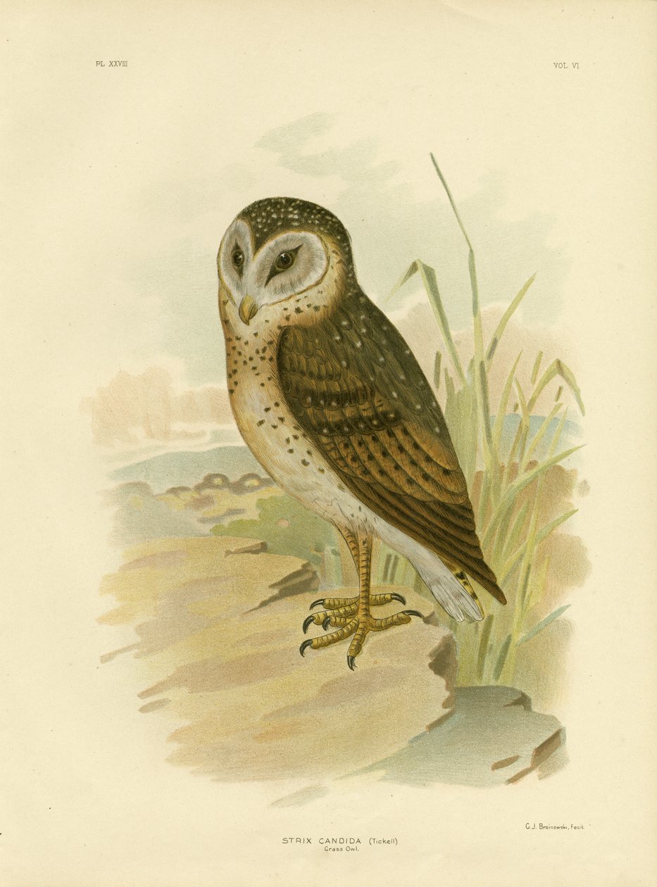 Búho de hierba, 1891 de Gracius Broinowski