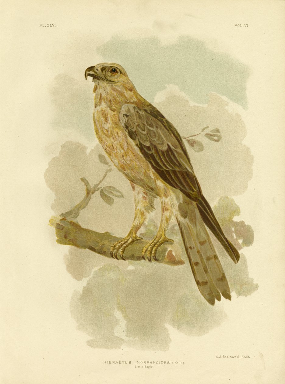 Pequeña Águila, 1891 de Gracius Broinowski