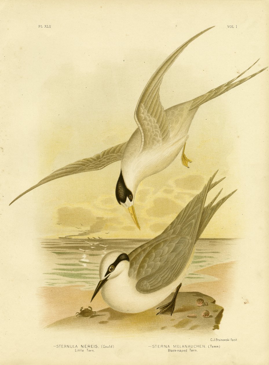 Charrancito, 1891 de Gracius Broinowski