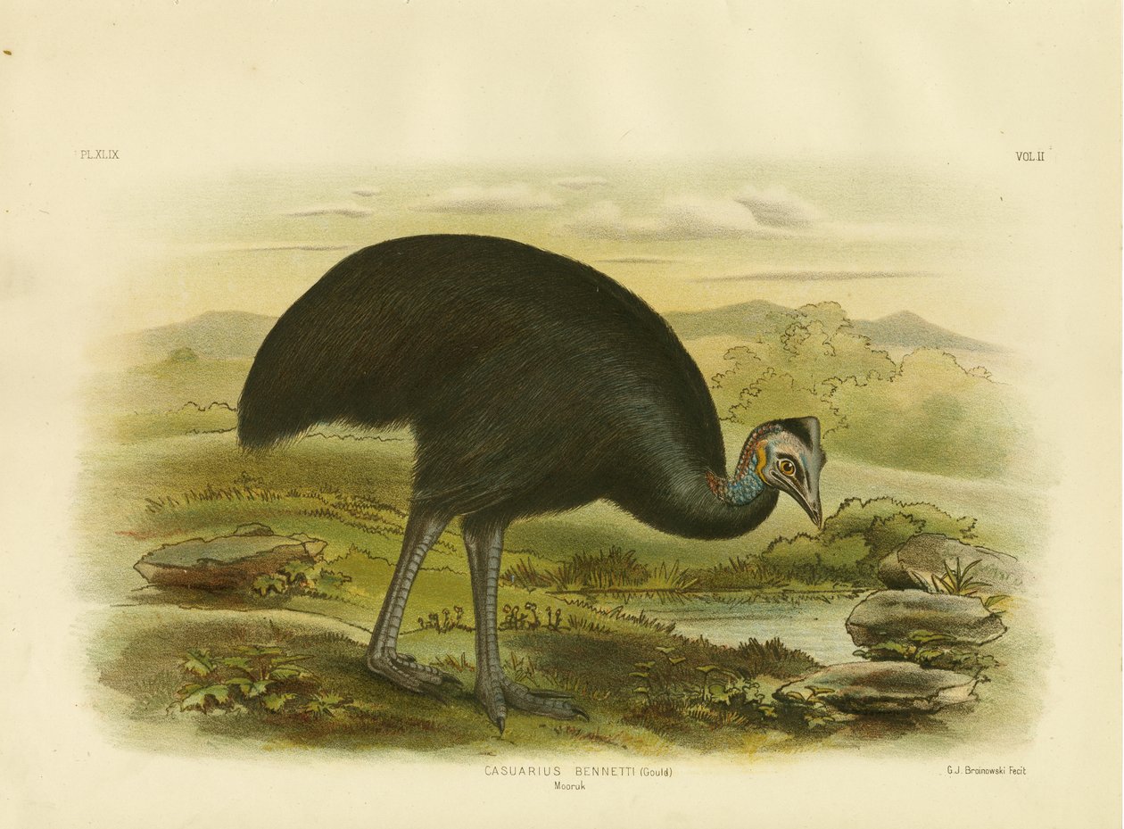 Mooruk, 1891 de Gracius Broinowski