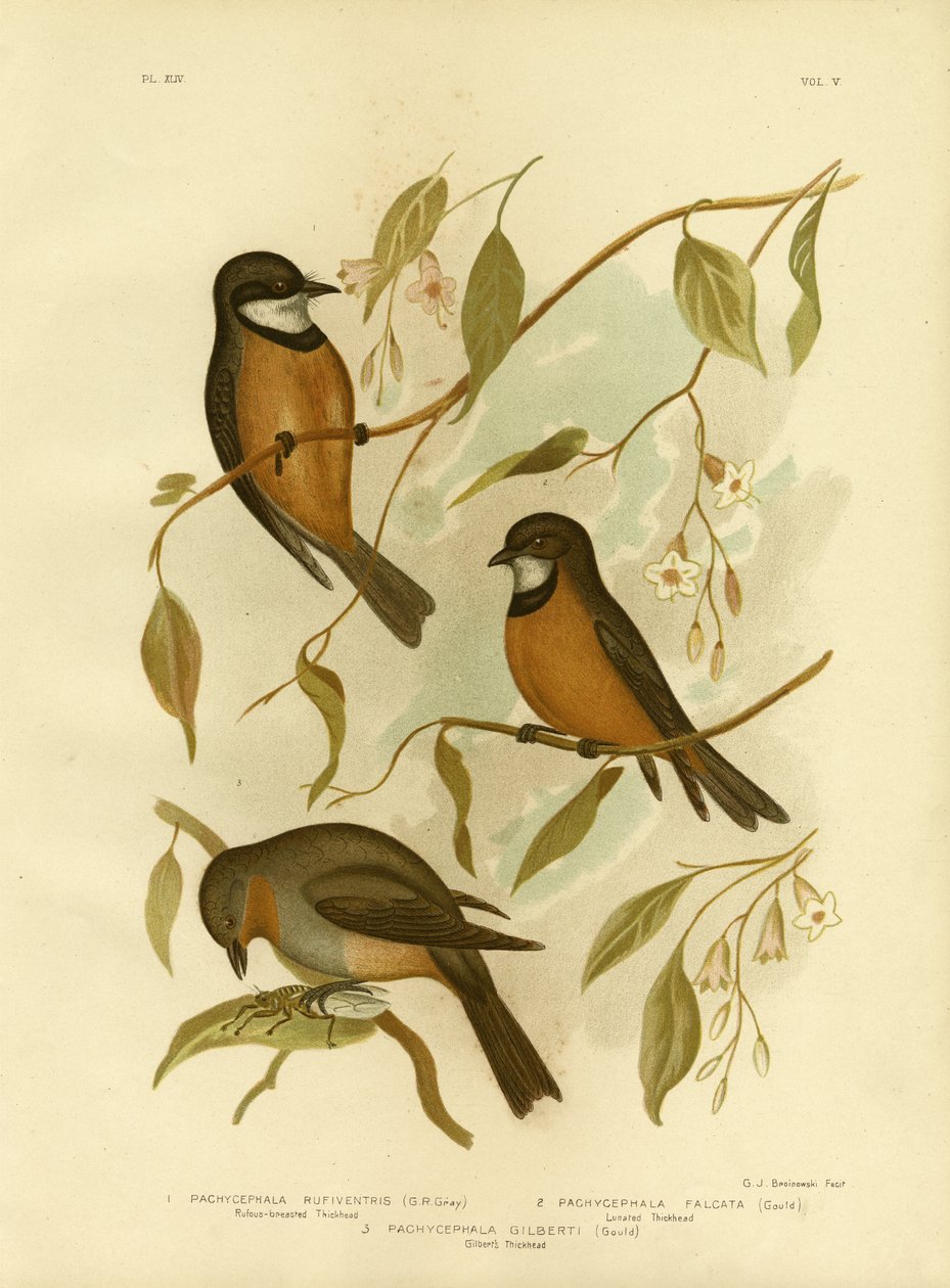 Silbador rufo, 1891 de Gracius Broinowski