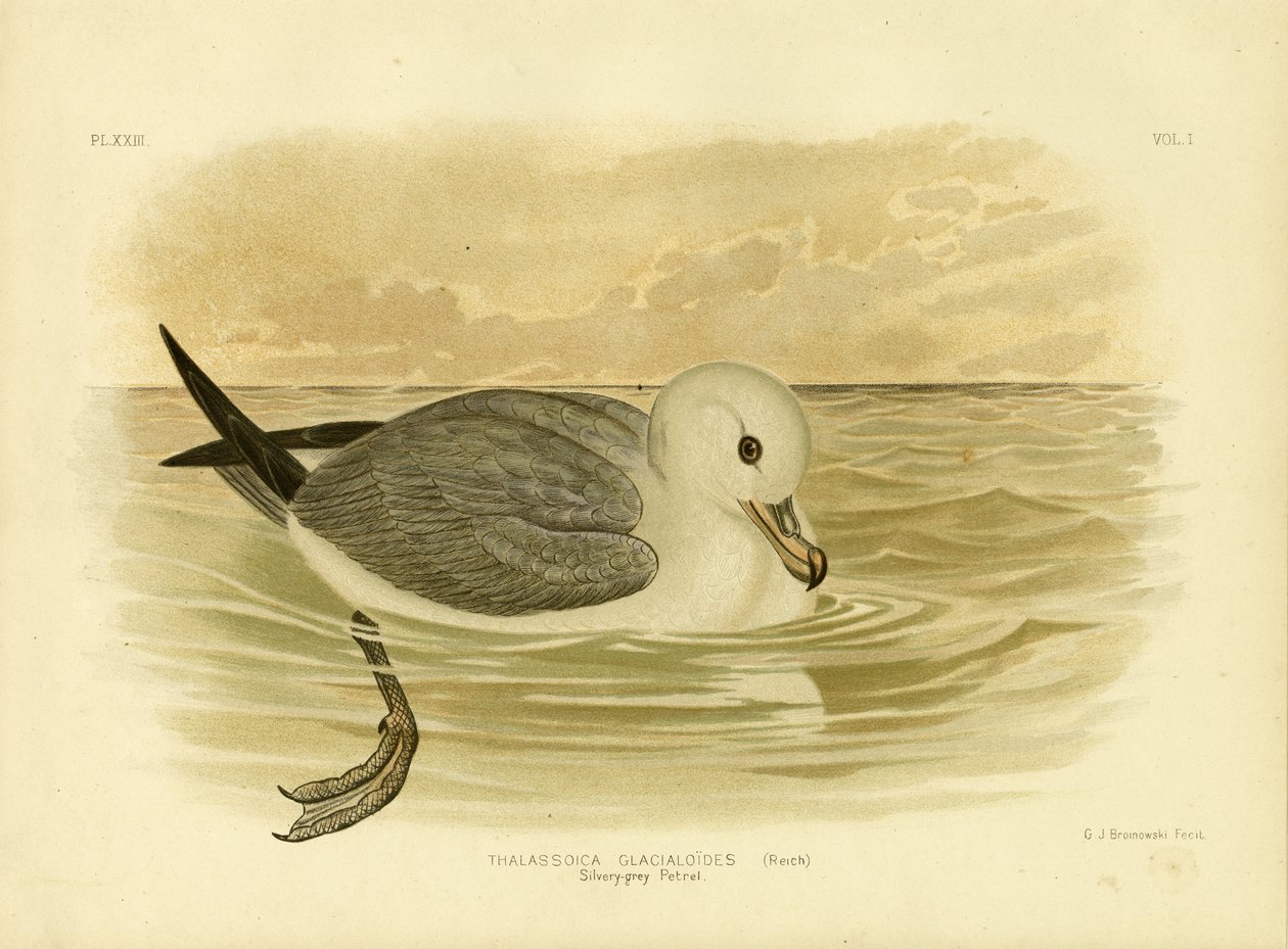Petrel gris plateado, 1891 de Gracius Broinowski