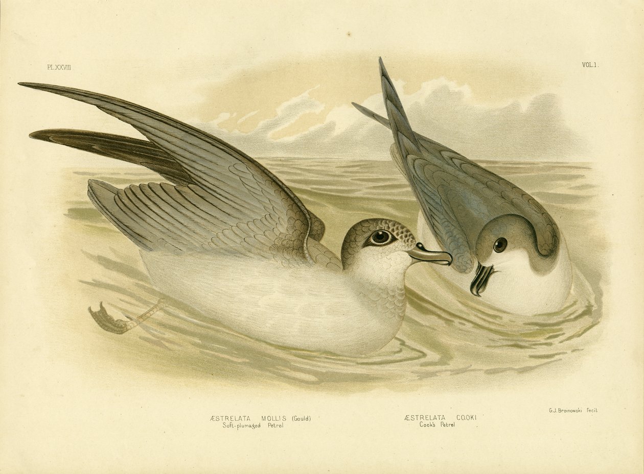 Petrel de plumaje suave de Gracius Broinowski