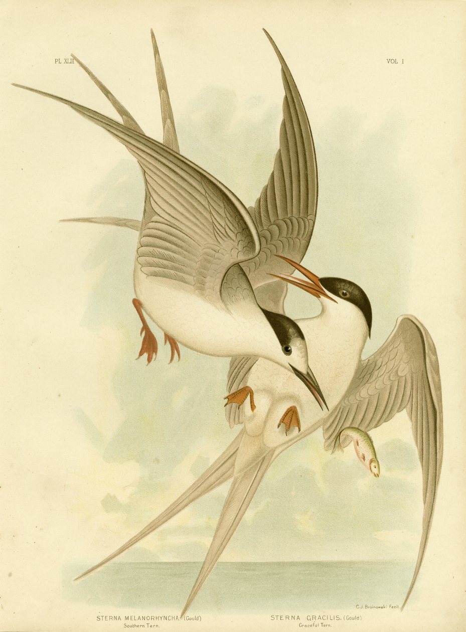 Charrán del Sur, 1891 de Gracius Broinowski
