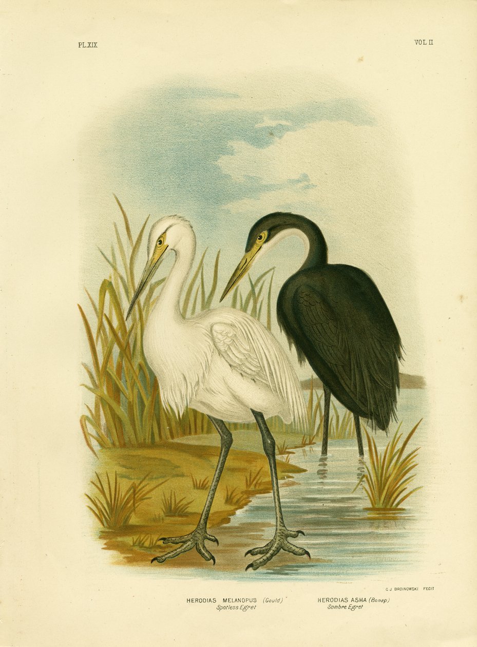 Garceta inmaculada o garceta común, 1891 de Gracius Broinowski