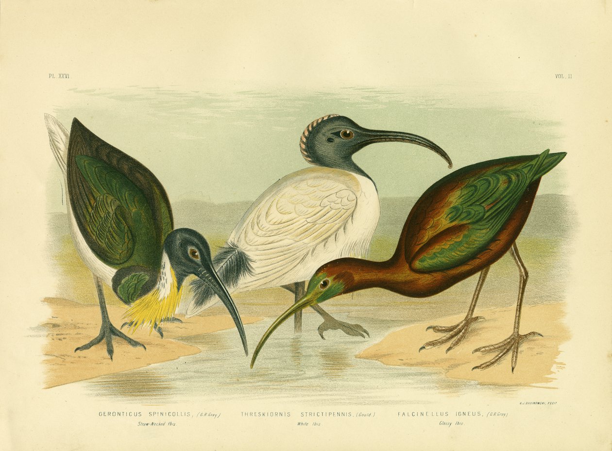 Ibis de cuello de paja, 1891 de Gracius Broinowski