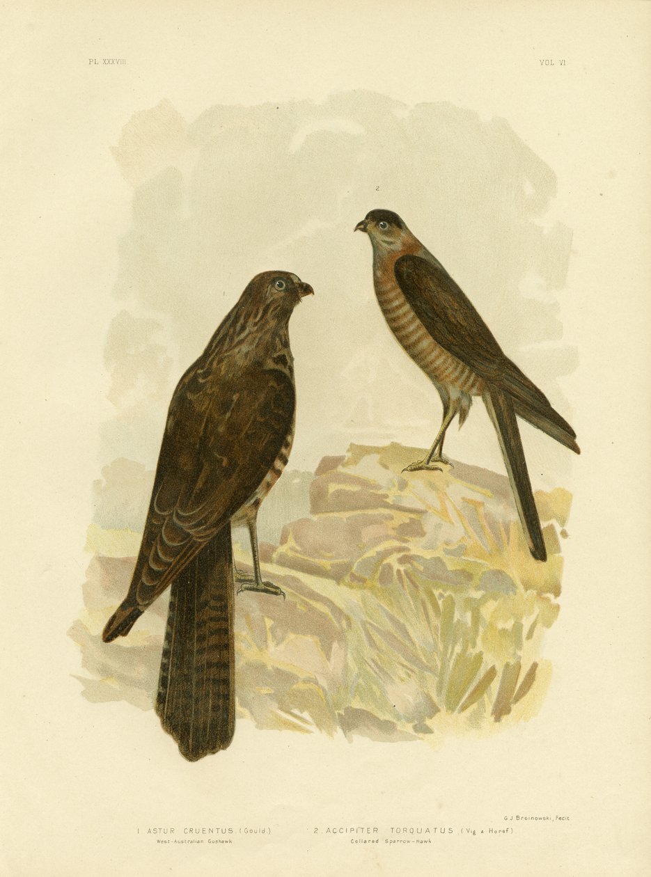Gavilán de Australia Occidental, 1891 de Gracius Broinowski