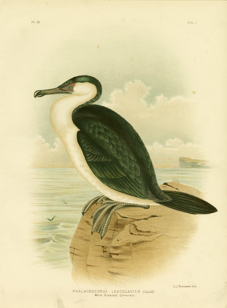 Cormorán de pecho blanco, 1891 de Gracius Broinowski