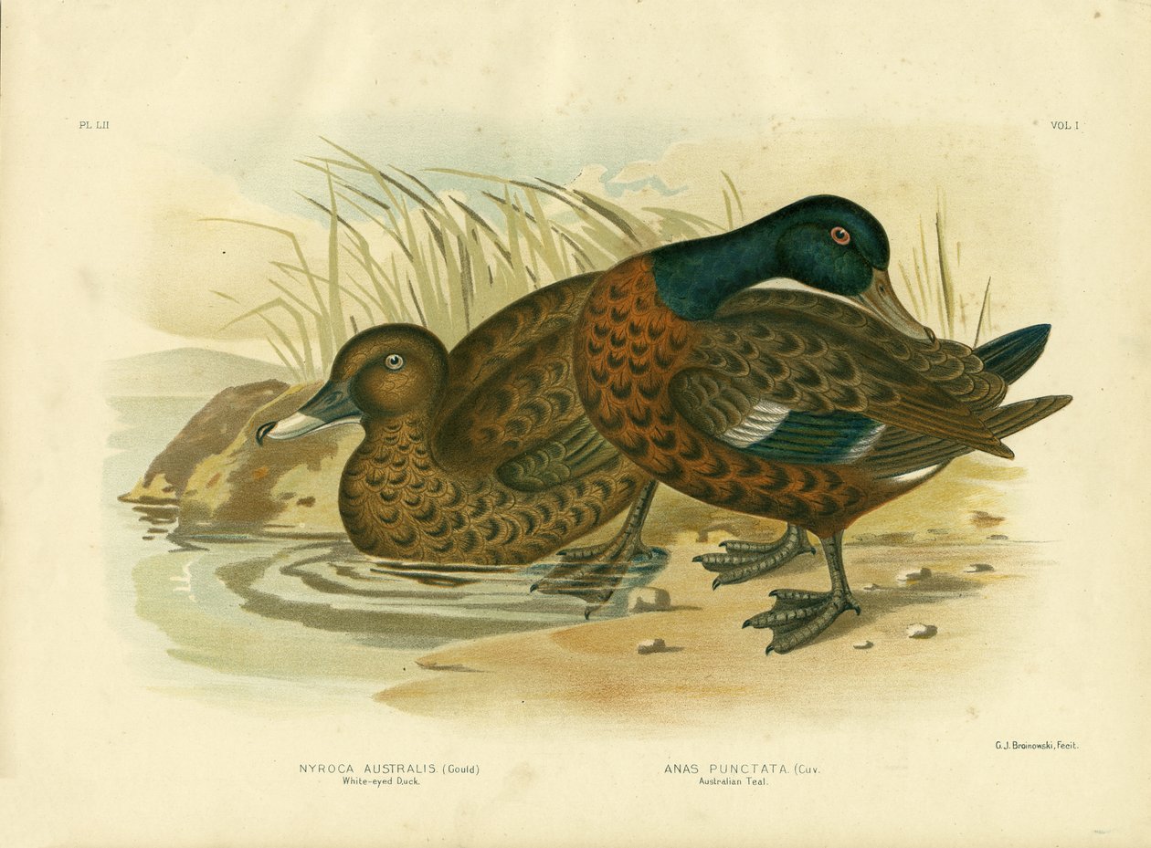 Pato de Ojos Blancos de Gracius Broinowski