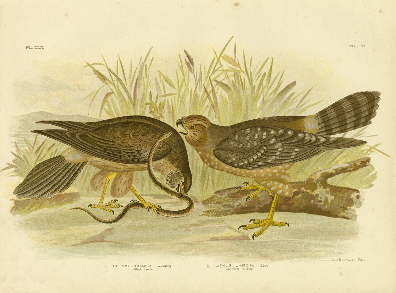 Aguilucho pálido o aguilucho manchado, 1891 de Gracius Broinowski