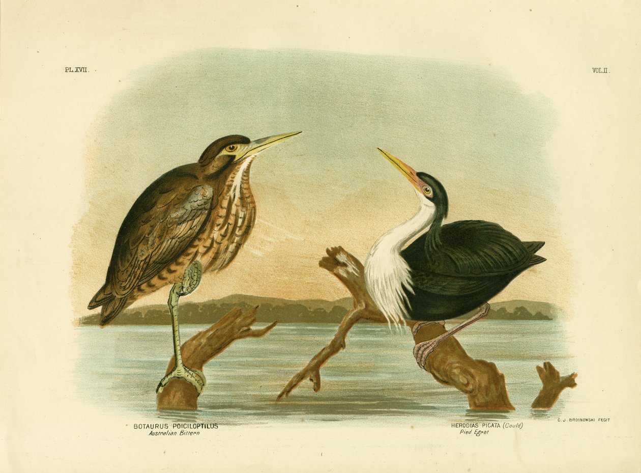 Avetoro australiano, 1891 de Gracius Broinowski