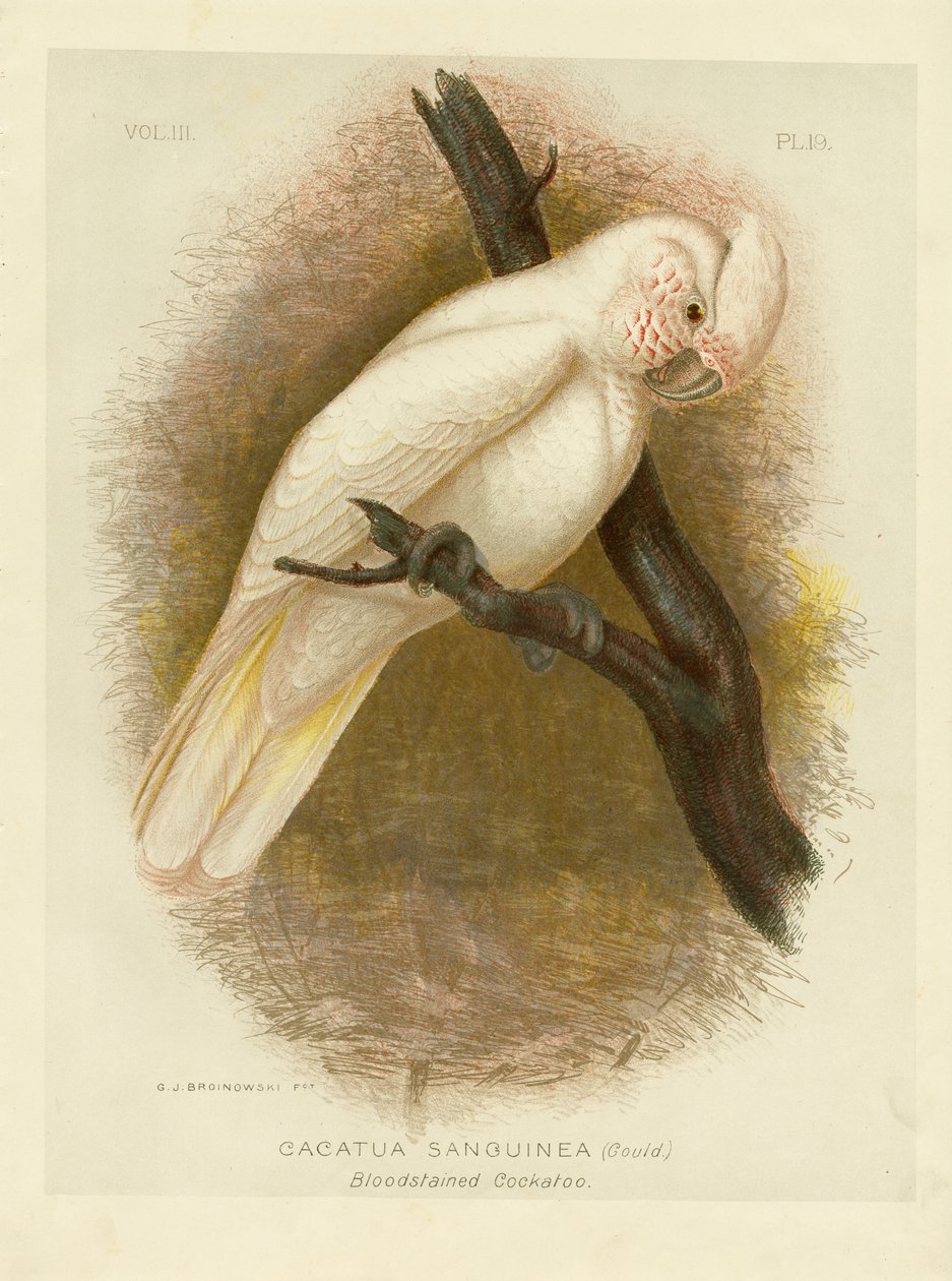Cacatúa manchada de sangre de Gracius Broinowski