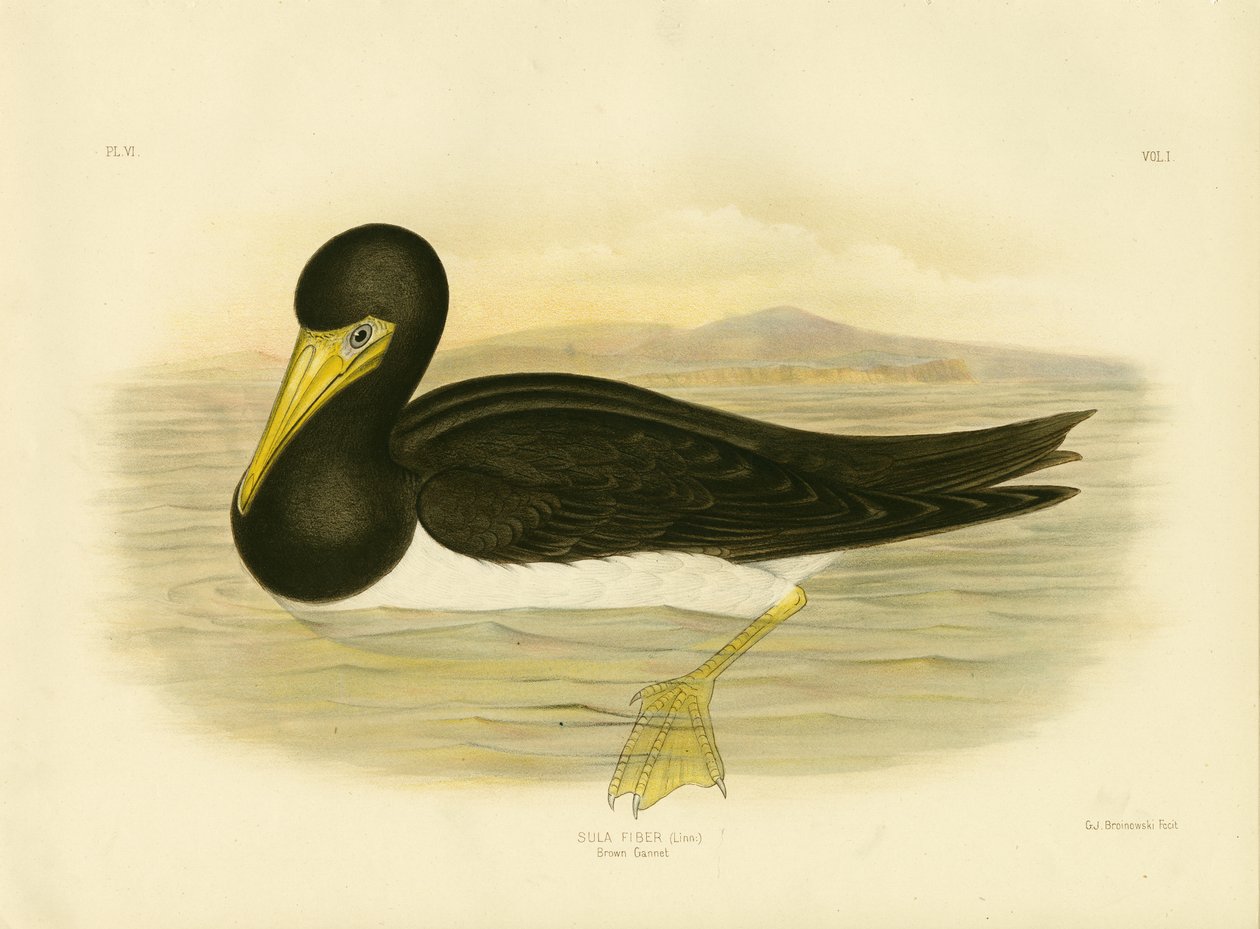 Alcatraz pardo, 1891 de Gracius Broinowski