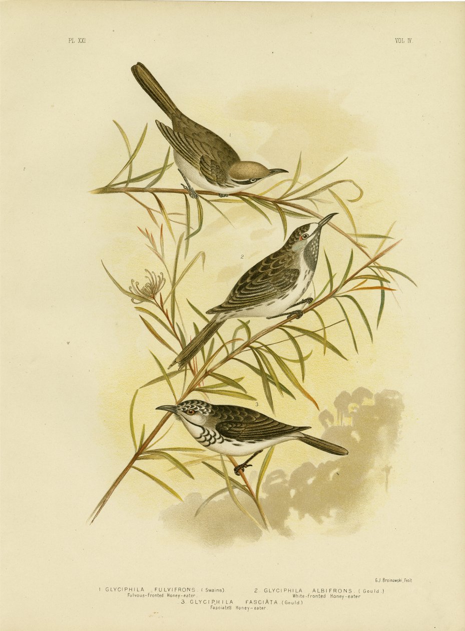 Honeyeater de frente fulva, 1891 de Gracius Broinowski