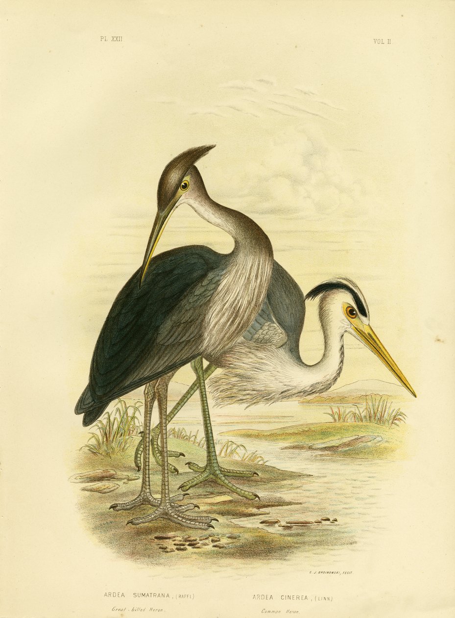 Garza de pico grande o garza gris oscura, 1891 de Gracius Broinowski