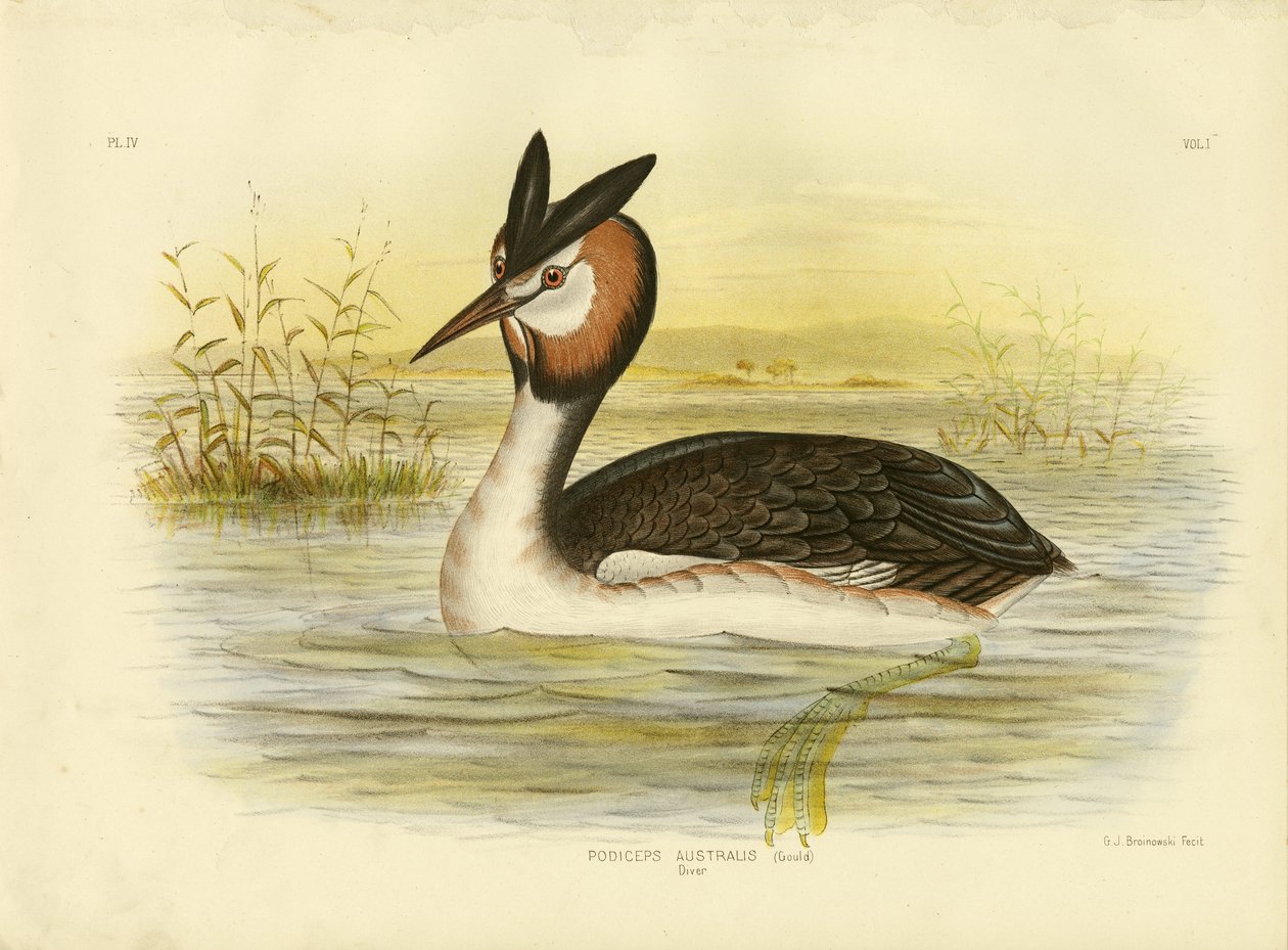 Somormujo Lavanco, 1891 de Gracius Broinowski