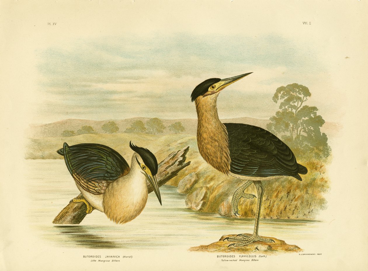Pequeña Garza de Manglar, 1891 de Gracius Broinowski