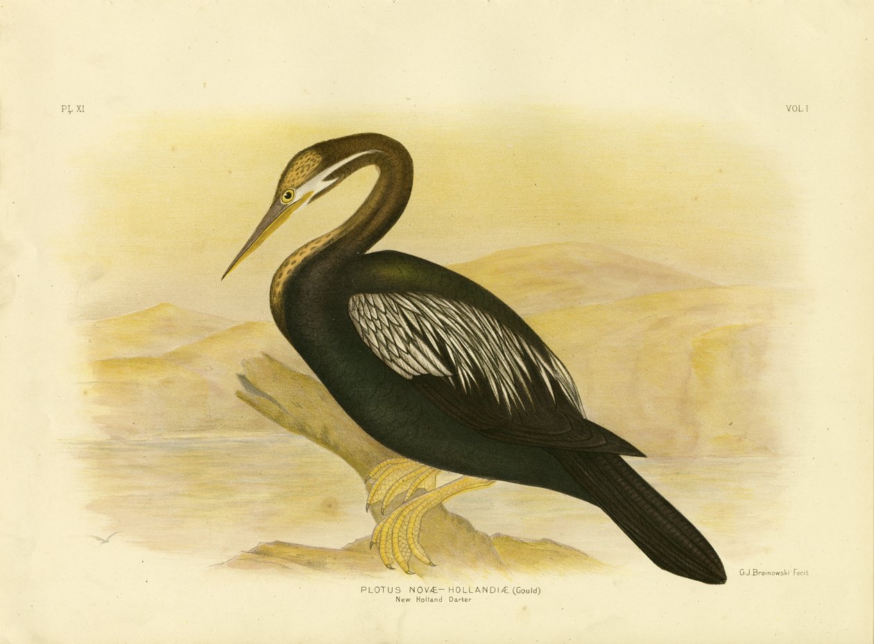Darter de Nueva Holanda de Gracius Broinowski