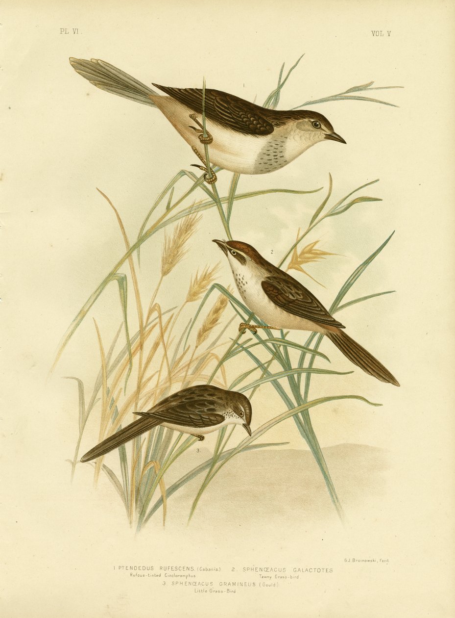 Cincloramphus Rojizo o Alondra Cantora Rojiza, 1891 de Gracius Broinowski