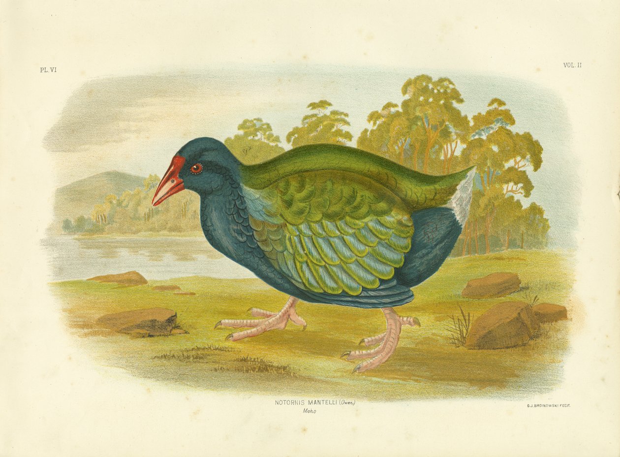 Takahe, 1891 de Gracius Broinowski