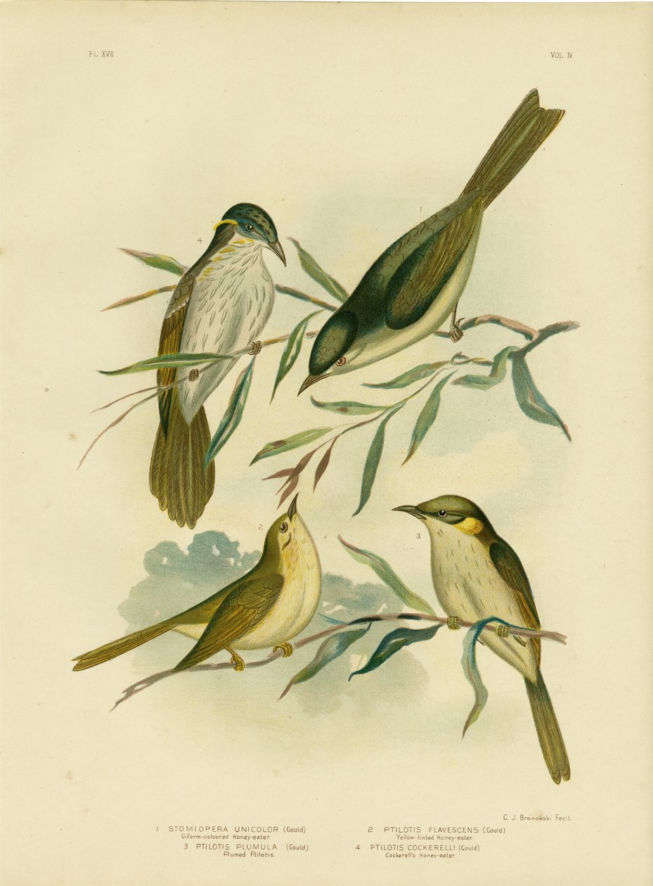 Pardalote Uniforme o Pardalote de Garganta Blanca, 1891 de Gracius Broinowski