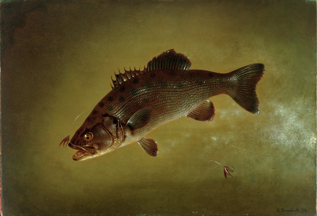 Lobina negra, 1872 de Gurdon Trumbull