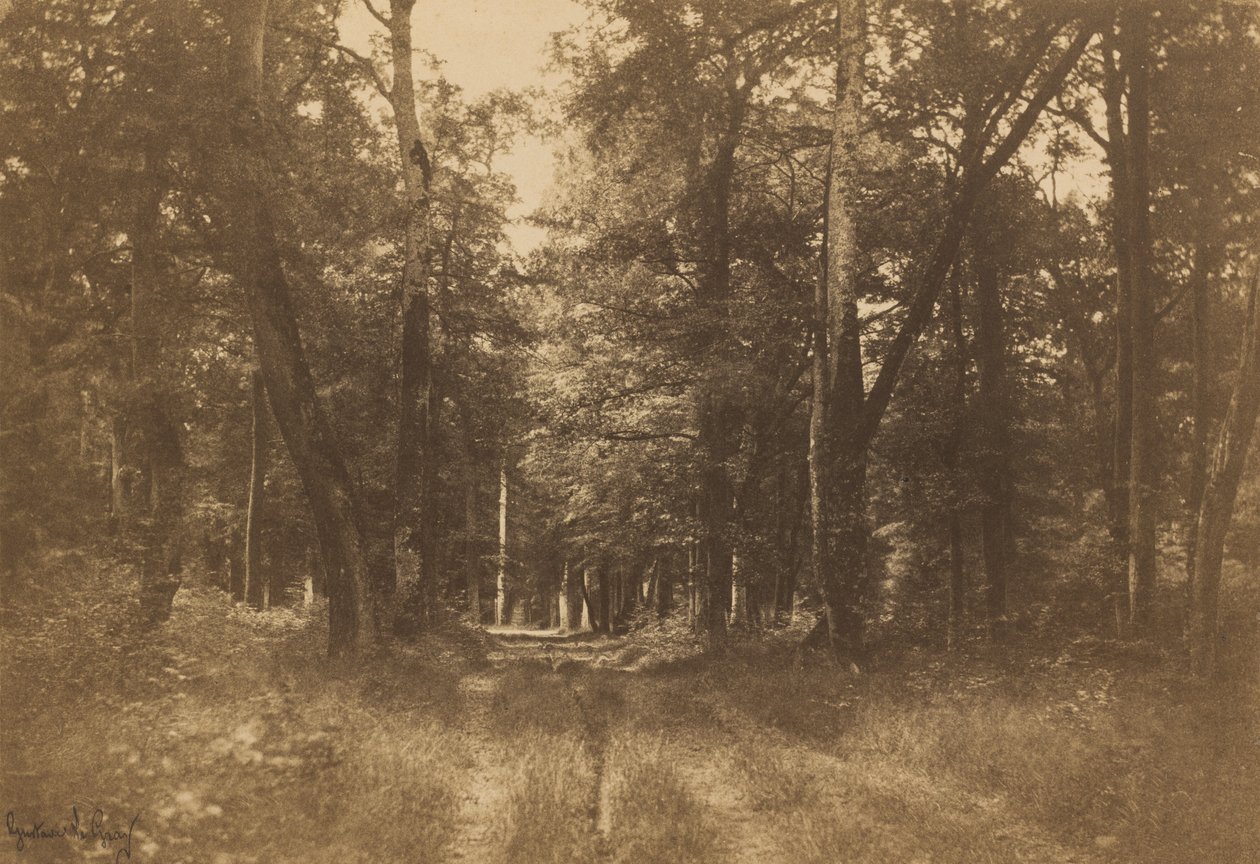 Bas-Bréau, Bosque de Fontainebleau, 1849-1852 de Gustave Le Gray
