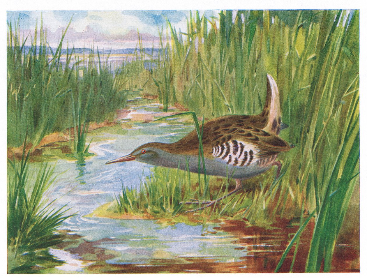 Rascón europeo, ilustración de Aves Británicas por Kirkman & Jourdain, 1966 de H. Wormald