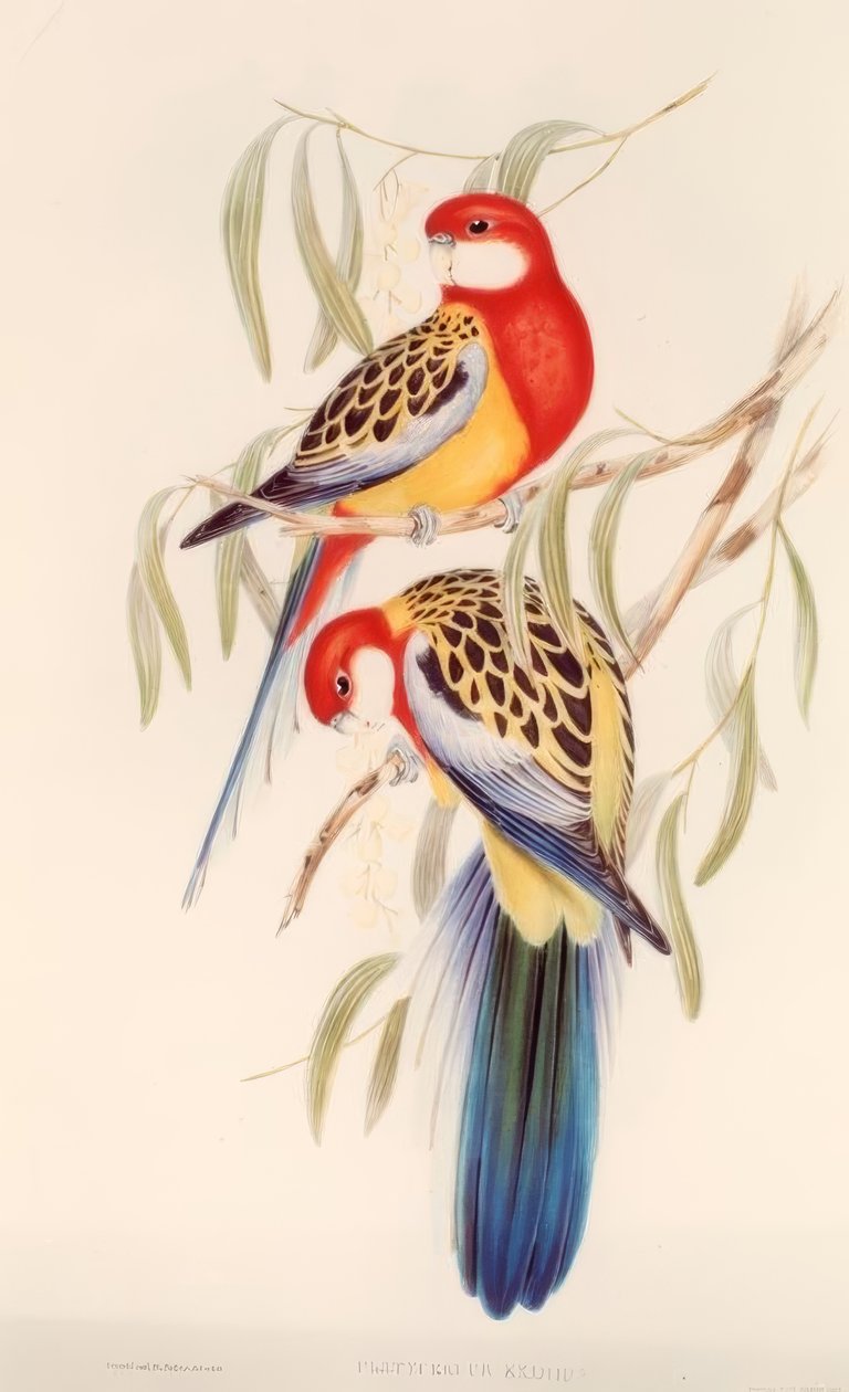 Periquito / Litografía en color de J. Gould de H.C. Richter