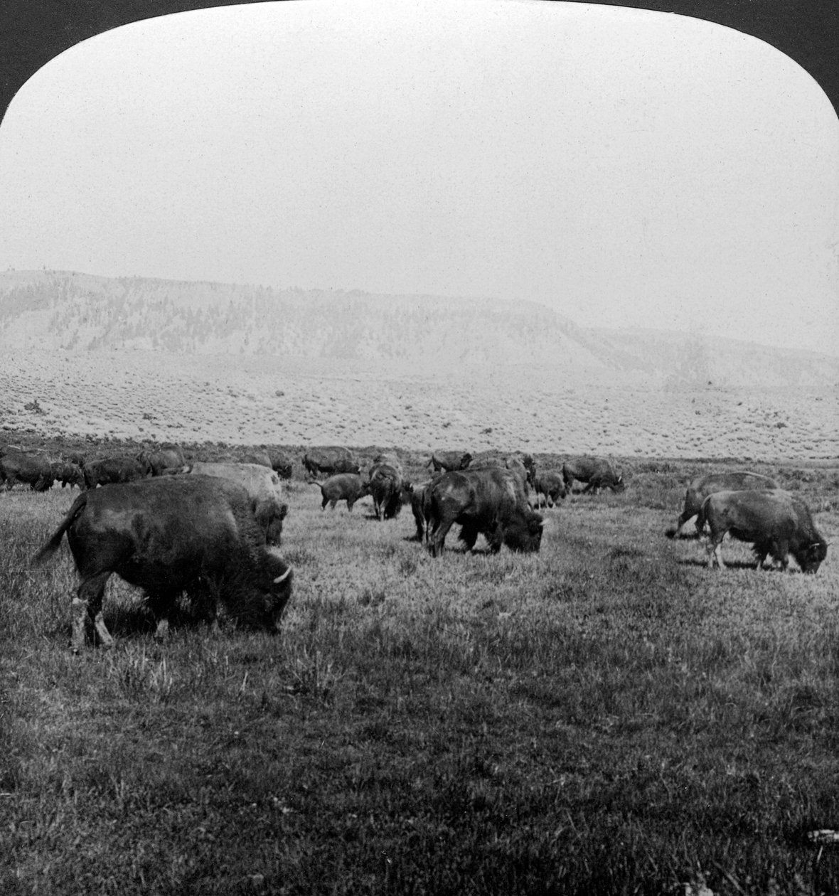 Búfalo, Parque Nacional de Yellowstone, EE.UU. de H. C. White