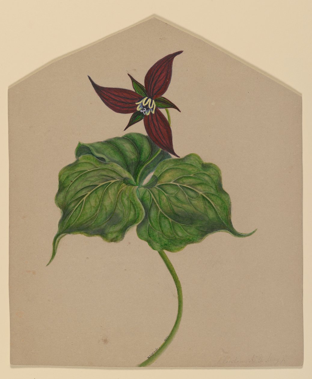 Flor roja burdeos de H. Lynde